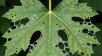identifying insect leaf damage
