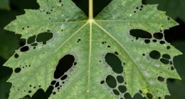 identifying insect leaf damage