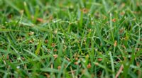incorrect insect damage diagnosis
