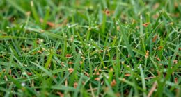 incorrect insect damage diagnosis