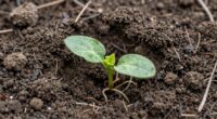 incorrect seed planting depth