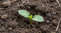 incorrect seed planting depth