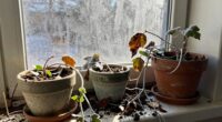 indoor plant messiness