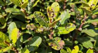 insect damaging shrub branches