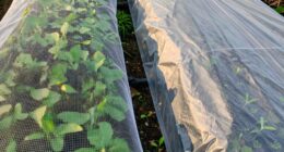 insect protection versus insulation