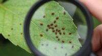 inspect carefully with lens