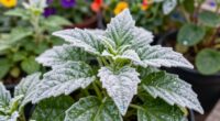 kaolin clay alters plant surfaces