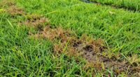 lawn conditions attract chinch bugs