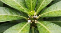 mealybugs infest plant joints