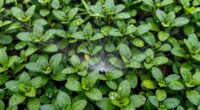 micro sprinklers increase disease risk