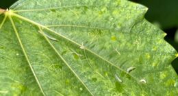 misleading insect damage signs
