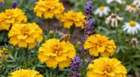 more flowers fewer benefits