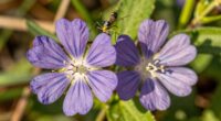 native blooms attract predators