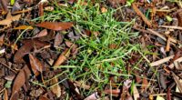 optimal brown to green ratio