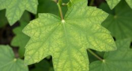 optimal plant photo angle