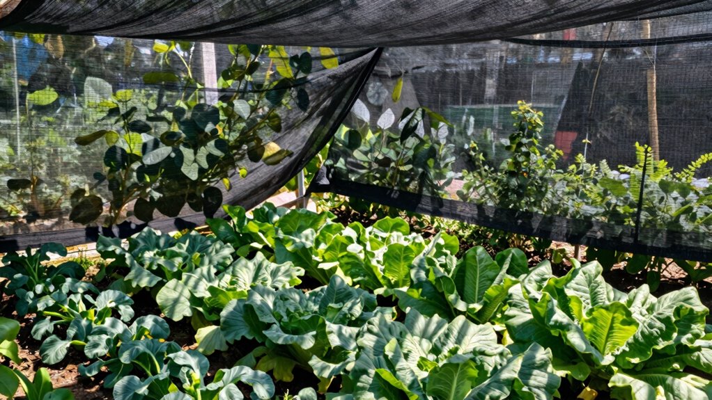 optimal shade cloth timing