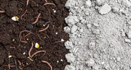 organic matter enriches soil