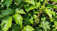 overfeeding attracts pests