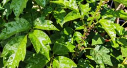 overfeeding attracts pests