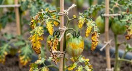 overstaying weakens plants