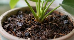 overwatering attracts gnats