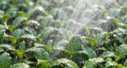 overwatering cuttings repeatedly