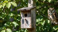 owl boxes for rodent control