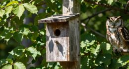 owl boxes for rodent control