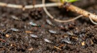 persistent fungus gnat infestation