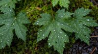 persistent wet foliage issues