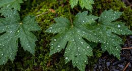 persistent wet foliage issues