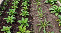 pest levels vary significantly