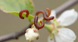 pre fruit worm infestation