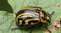 pre wilt cucumber beetle pattern