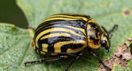 pre wilt cucumber beetle pattern