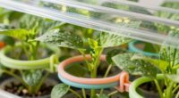 protective plant support methods