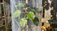 protective tree guards effectiveness