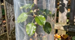 protective tree guards effectiveness