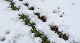 rabbit damage indicates winter pressure