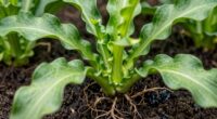 root caused curling leaves