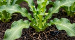 root caused curling leaves
