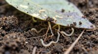 root maggots underground early