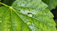 scale causing shiny leaves