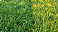 seasonal turf care differences