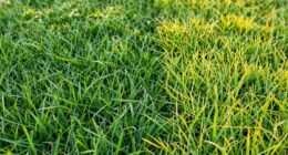 seasonal turf care differences