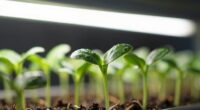 seedlings grow tall