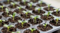 selecting appropriate seedling containers