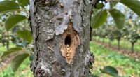 small hole orchard warning