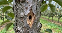 small hole orchard warning