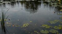 stagnant ponds attract mosquitoes
